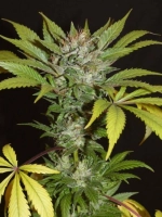 Afghan Seed – Balkhi Mother Kush