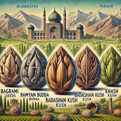 Exploring Afghan Landrace Cannabis Strains: A Journey Through Traditio