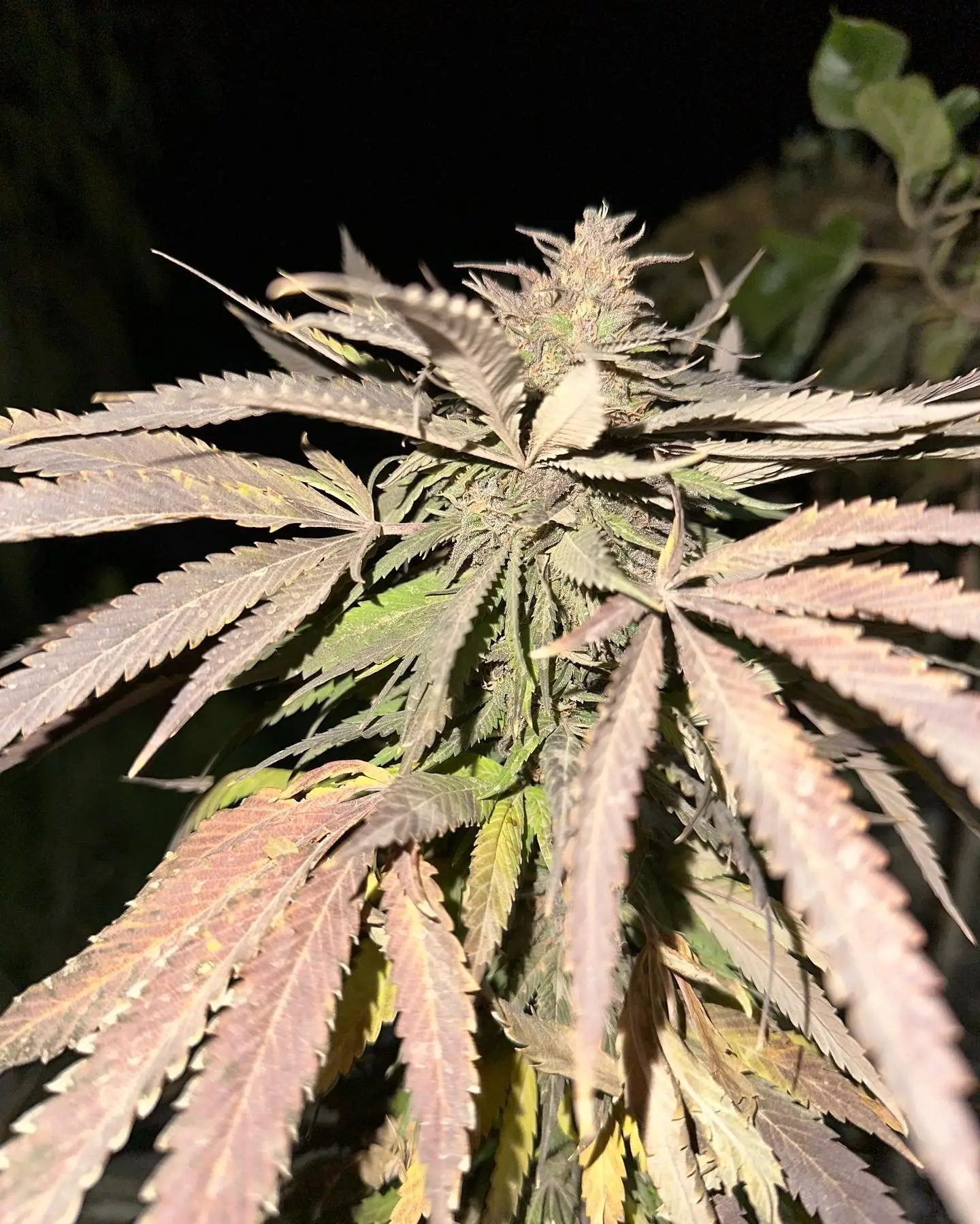 Afghanische Cannabis Pflanzen, Blüte.