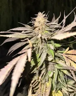 Afghanische Cannabis Pflanzen, Blüte.