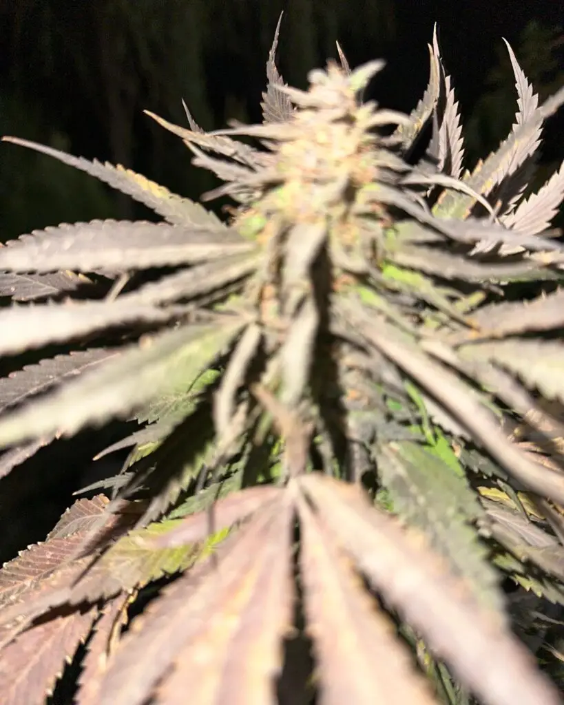 Afghanische Cannabis Pflanzen, Blüte.