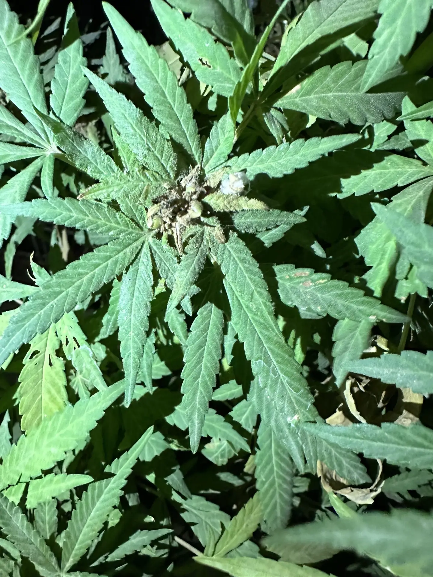 Die Vorblüte einer afghanischen Cannabis Pflanzen.