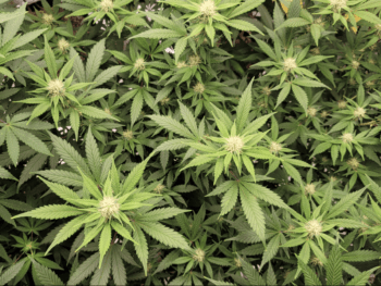 🇦🇫 Die Afghanistan-Kollektion (10er-Packs): Panjshir Kush – Die Eleganz des Tals