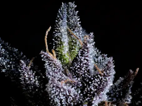 Trichommer und nah Aufnahme einer afghanischen Cannabis Blüte