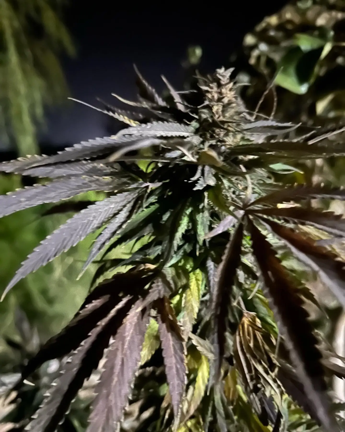 Die Blüte einer afghanischen Cannabis Sorte. Der wahre purpel Kush ist hier.