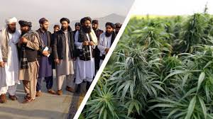 Cannabis in Afghanistan: Aktuelle Lage und Zukunftsperspektiven