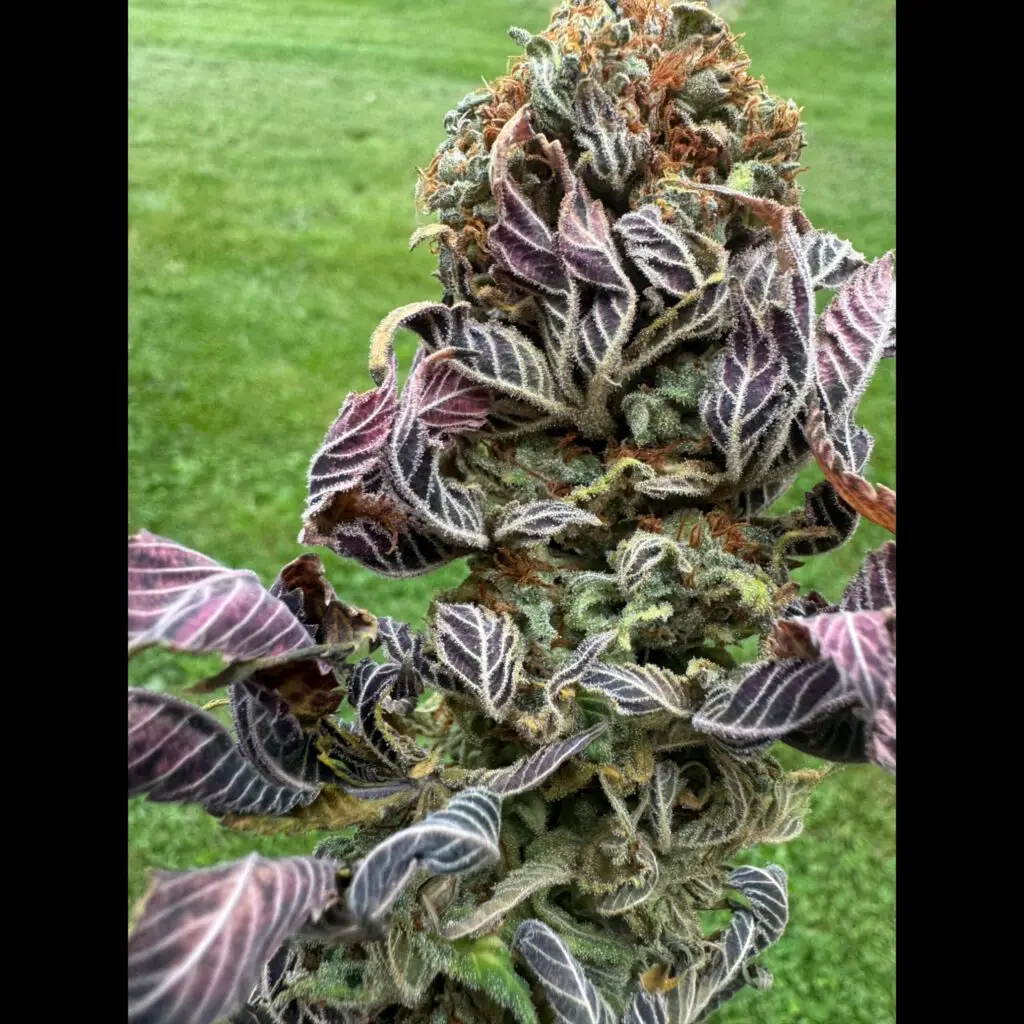 Eine Cannabis Blüte aus Panjshir in Afghanistan. Eine Bergregion mit vielen Tälern.