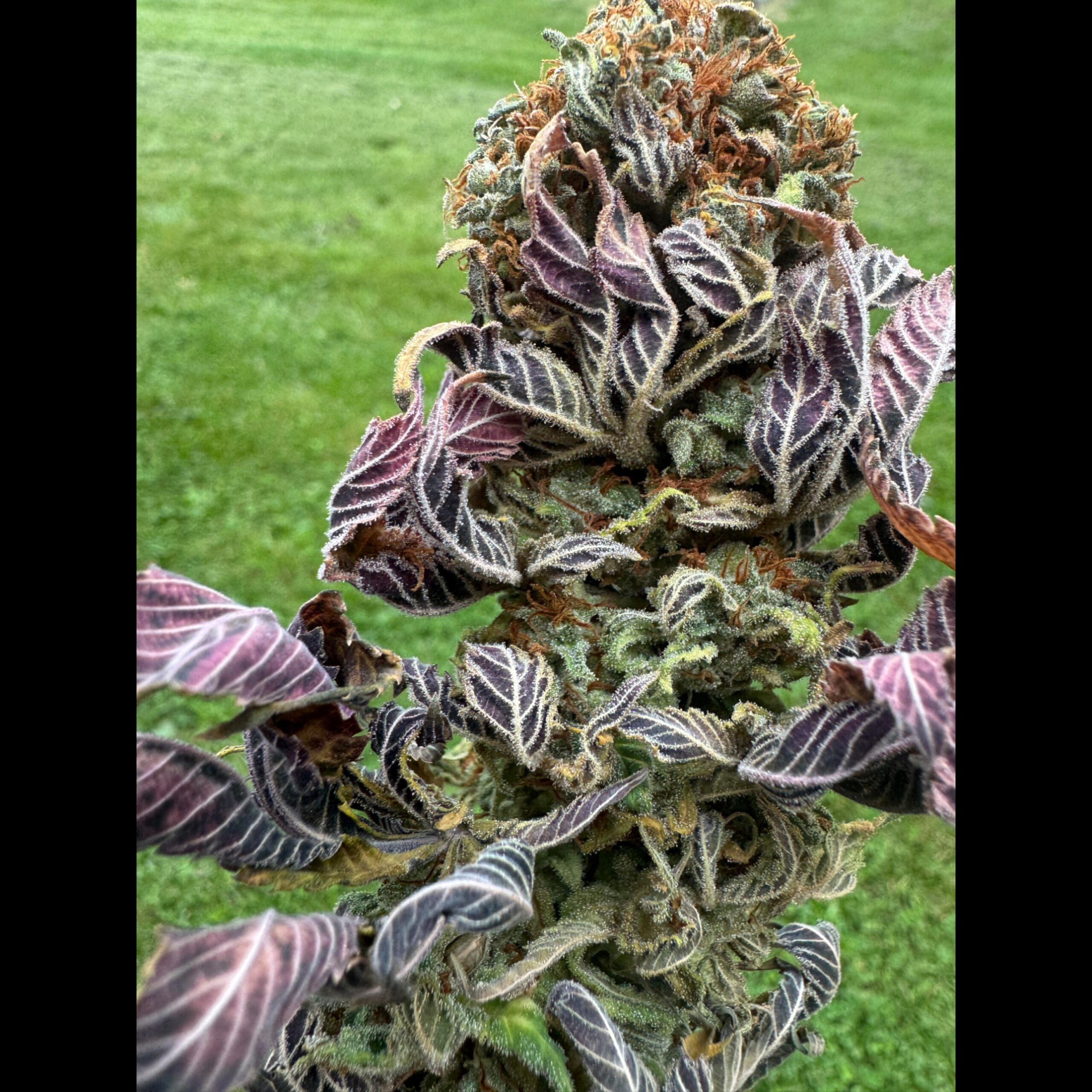 Panjshir-cannabis-landrace-3-scaled