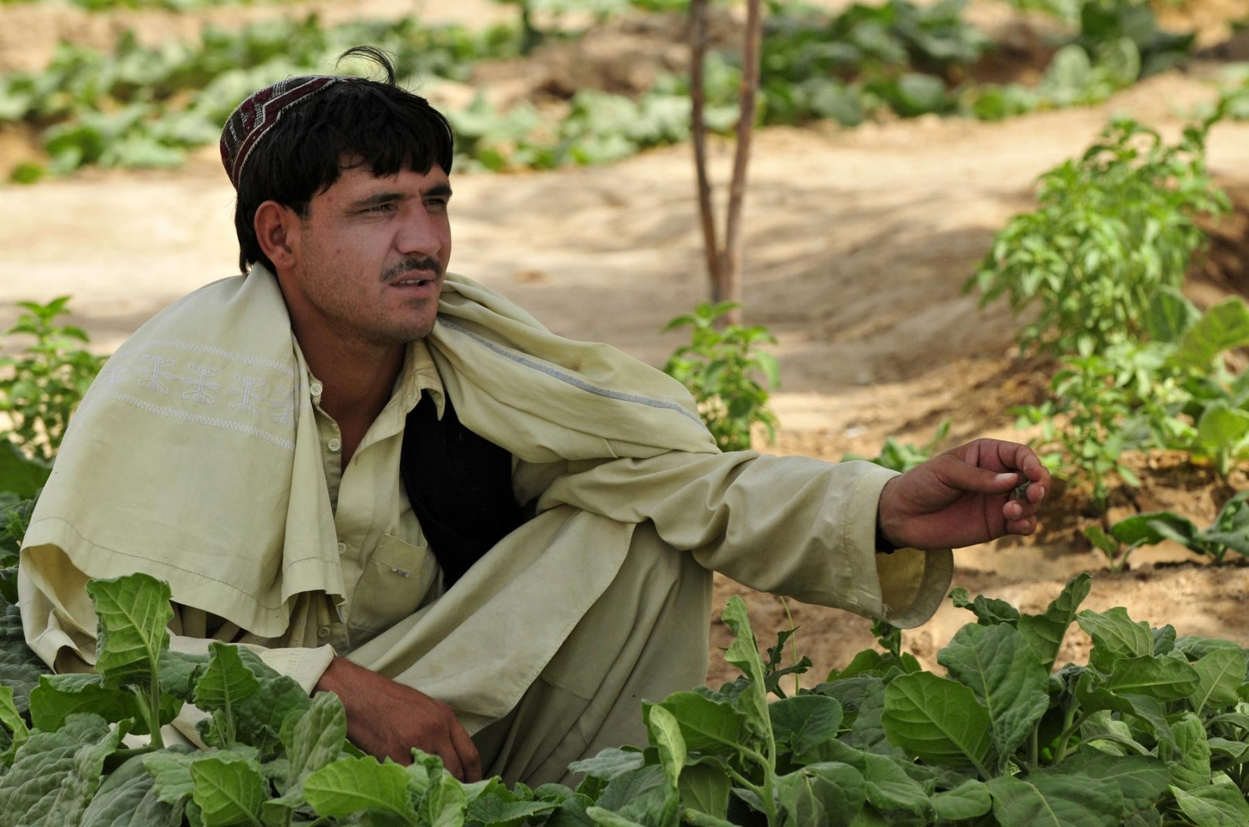afghani
