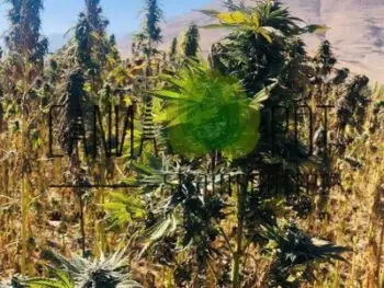 Cannabis Pflanzen in Panjshir Afghanistan. Im Hintergrund sieht man die Hindu Kush Gebirge.