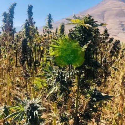 Cannabis Pflanzen in Panjshir Afghanistan. Im Hintergrund sieht man die Hindu Kush Gebirge.