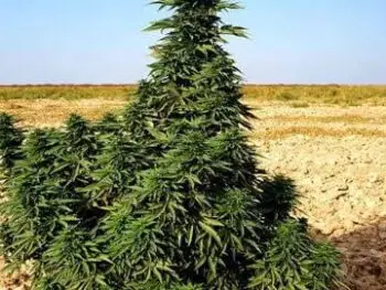 Eine Cannabis Pflanze aus Afghanistan. Groß und Prächtig.