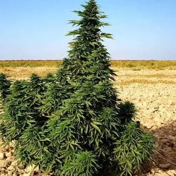 Eine Cannabis Pflanze aus Afghanistan. Groß und Prächtig.