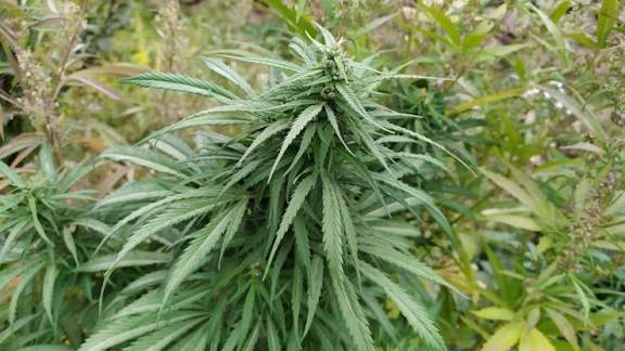 Takhar / Qalae Yangi