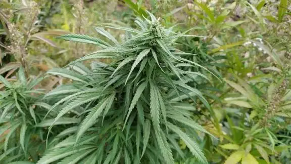 Afghani Cannabis Samen Takhar / Qalae Yangi