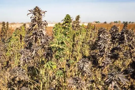 Anfang Oktober werden in vielen Teilen Afghanistan, die Cannabis Pflanzen geerntet. Hier sieht man Cannabis Pflanzen die erntereif sind.