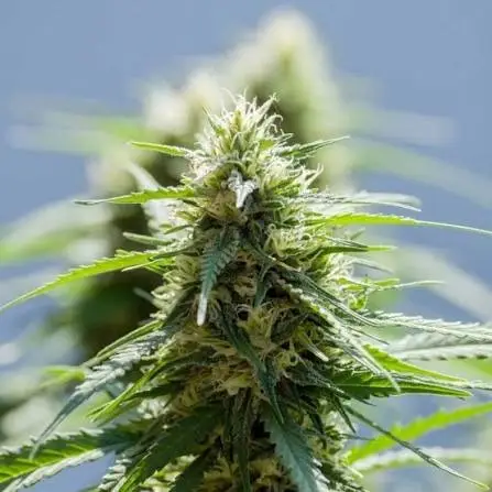 Die Blüte einer afghanischen Cannabis Pflanze. Afghanistan hat sehr robuste und starke Cannabis Pflanzen.