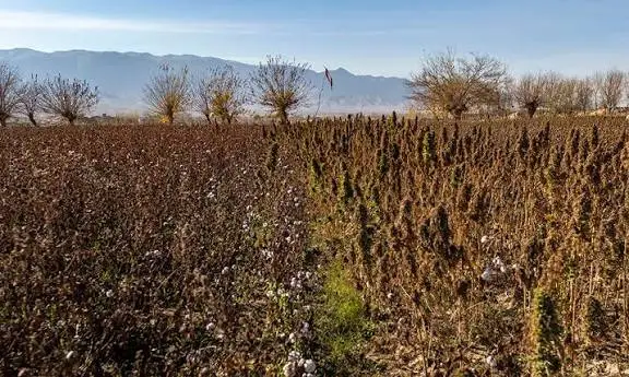 Im Spätherbst sind die Cannabis Felder, erntereife in Afghanistan. Ab September werden die Pflanzen gerntet.