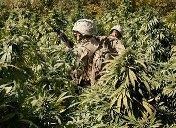 FARAH / Anar Dere (Granatapfel)