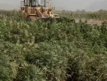 Cannabis Felder werden in Nord Afghanistan mit eine Bulldozer zerstört. Cannabis Anbau ist verboten in Afghanistan.