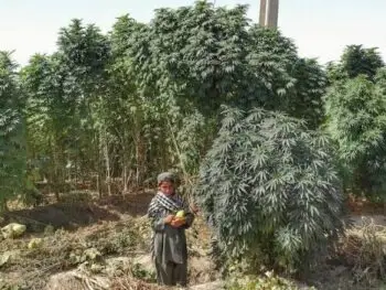Ein junger Mann posiert vor Cannabis Pflanzen im Norden von Afghanistan. Hier wurden vermutlich, die ersten Cannabis Pflanzen angebaut, vor 2000 Jahren.